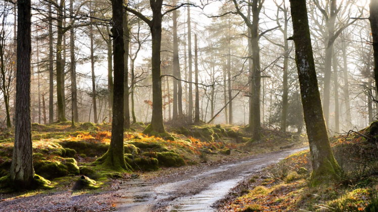 morning, Forest, Mist, Road, Autumn HD Wallpaper Desktop Background