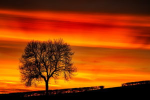 sunset, Tree, Landscape, Sky
