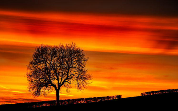 sunset, Tree, Landscape, Sky HD Wallpaper Desktop Background