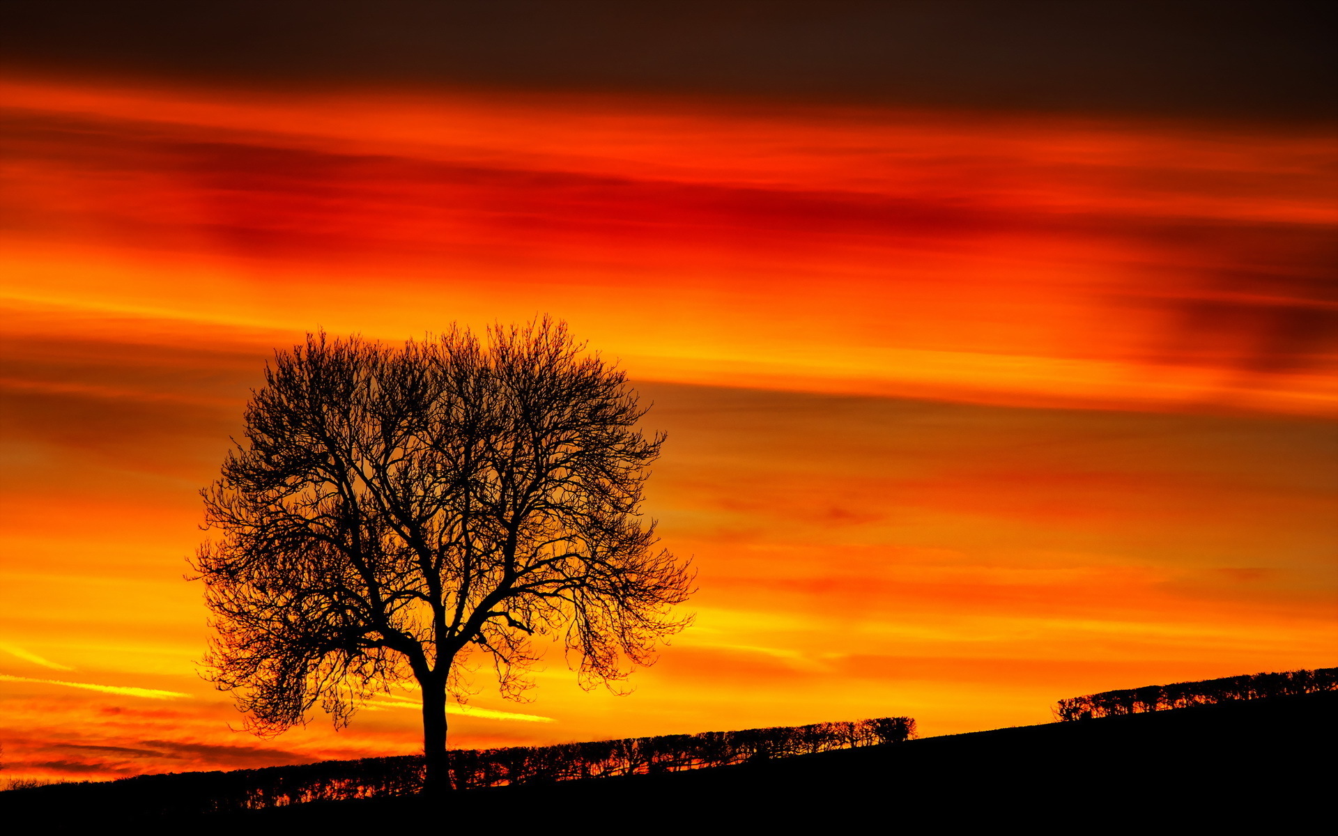  sunset  Tree  Landscape Sky Wallpapers HD Desktop and 