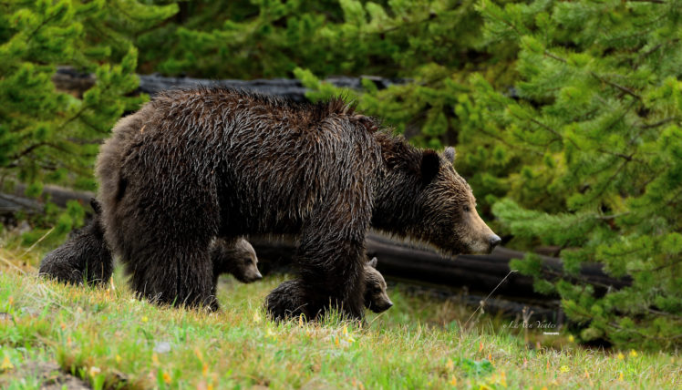 grizzly, Bears, Bear, Cubs HD Wallpaper Desktop Background