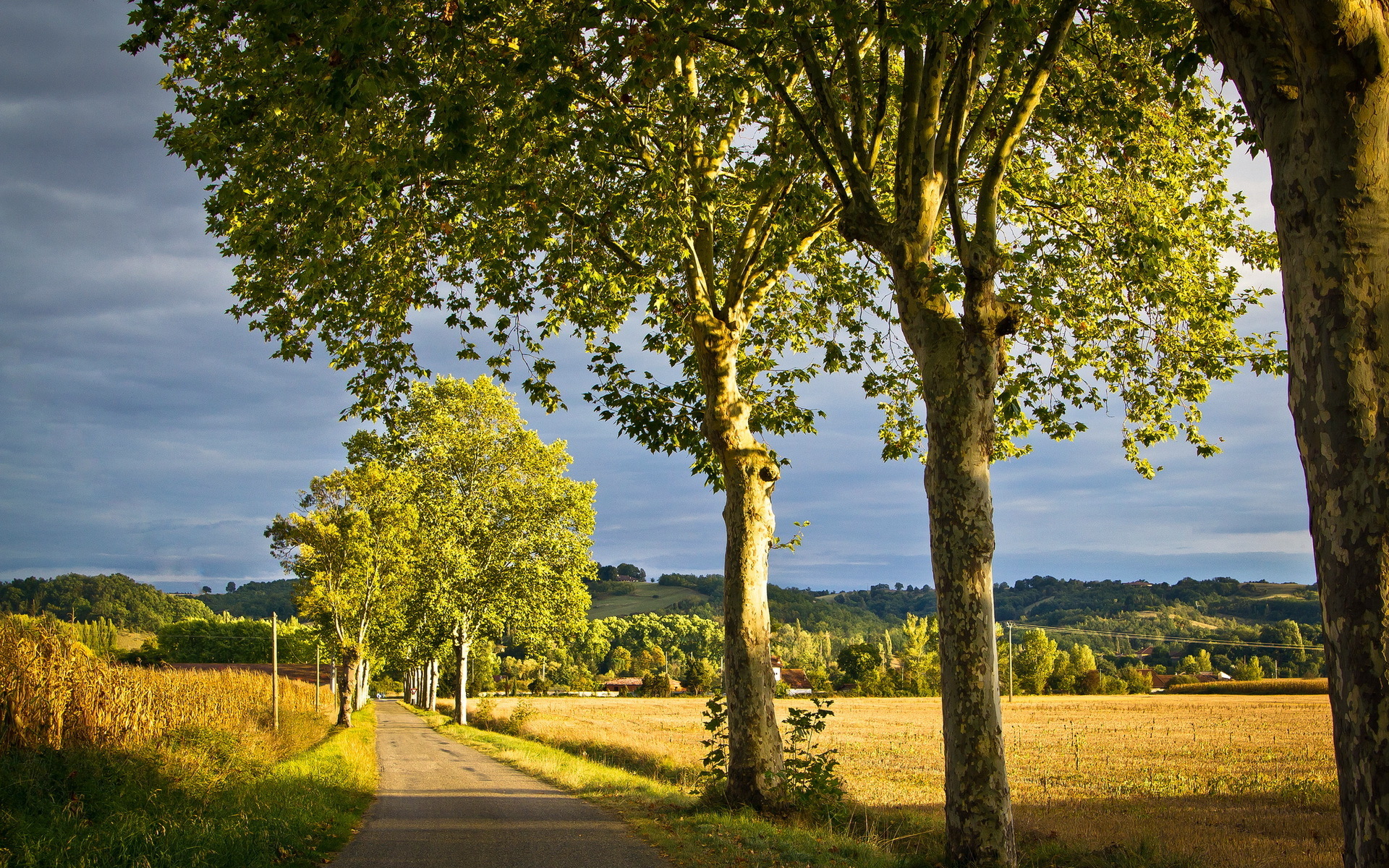 road, Trees, Landscape Wallpaper