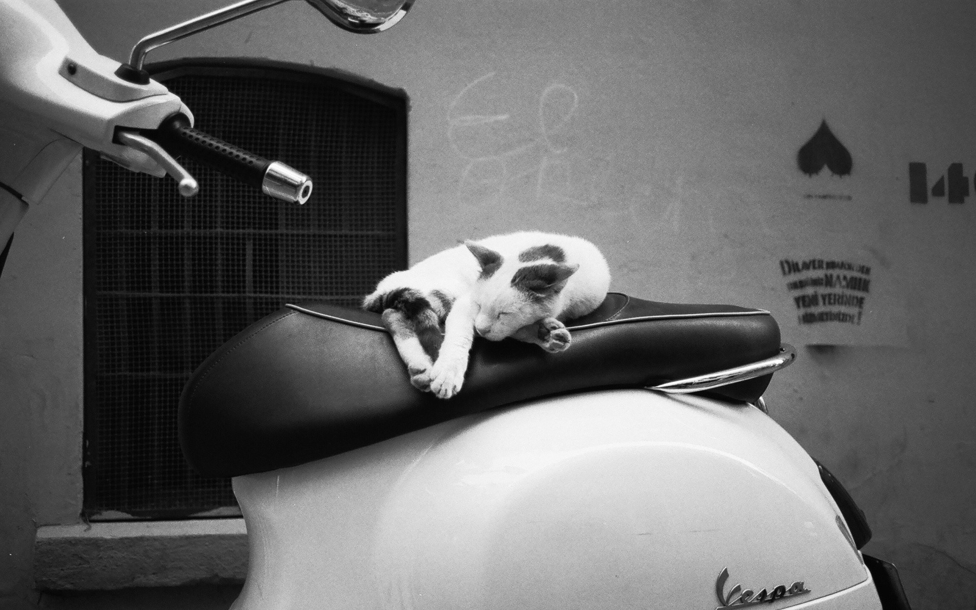 scooter, Cat Wallpaper
