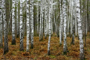forest, Russia, Trees, Birch, Nature