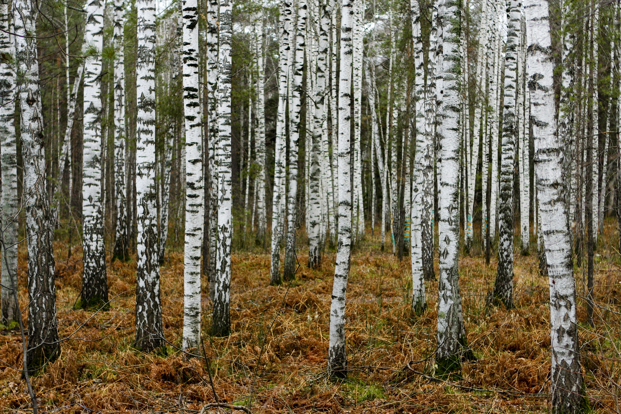 forest, Russia, Trees, Birch, Nature Wallpaper