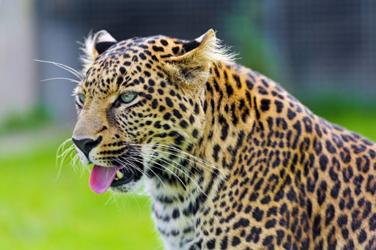 leopard, Predator, Leopards HD Wallpaper Desktop Background