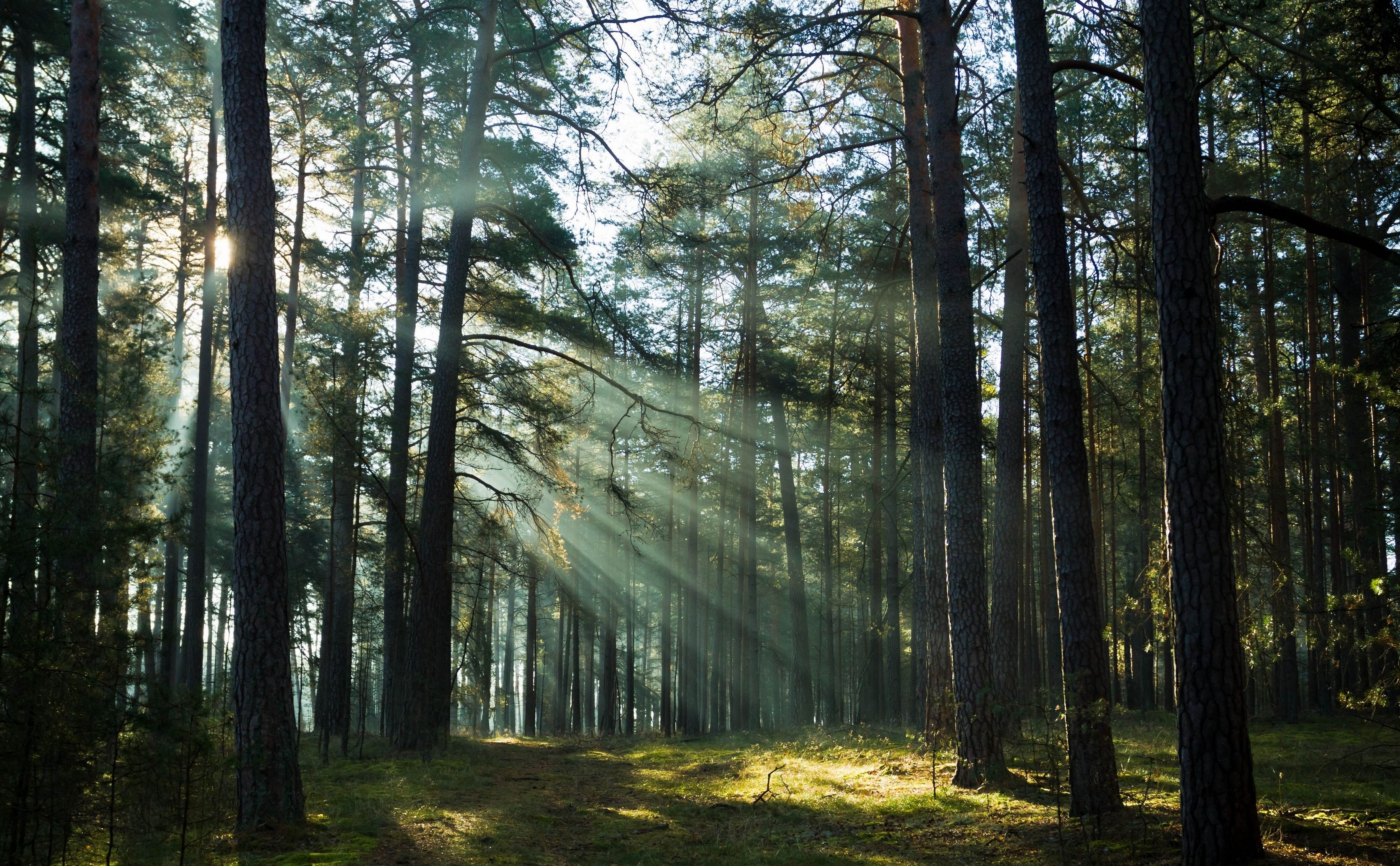 forest, Trees, Rays Wallpaper