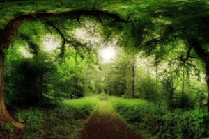 green, Landscapes, Nature, Sun, Trees, Forest, Summer, Roads, Skyscapes