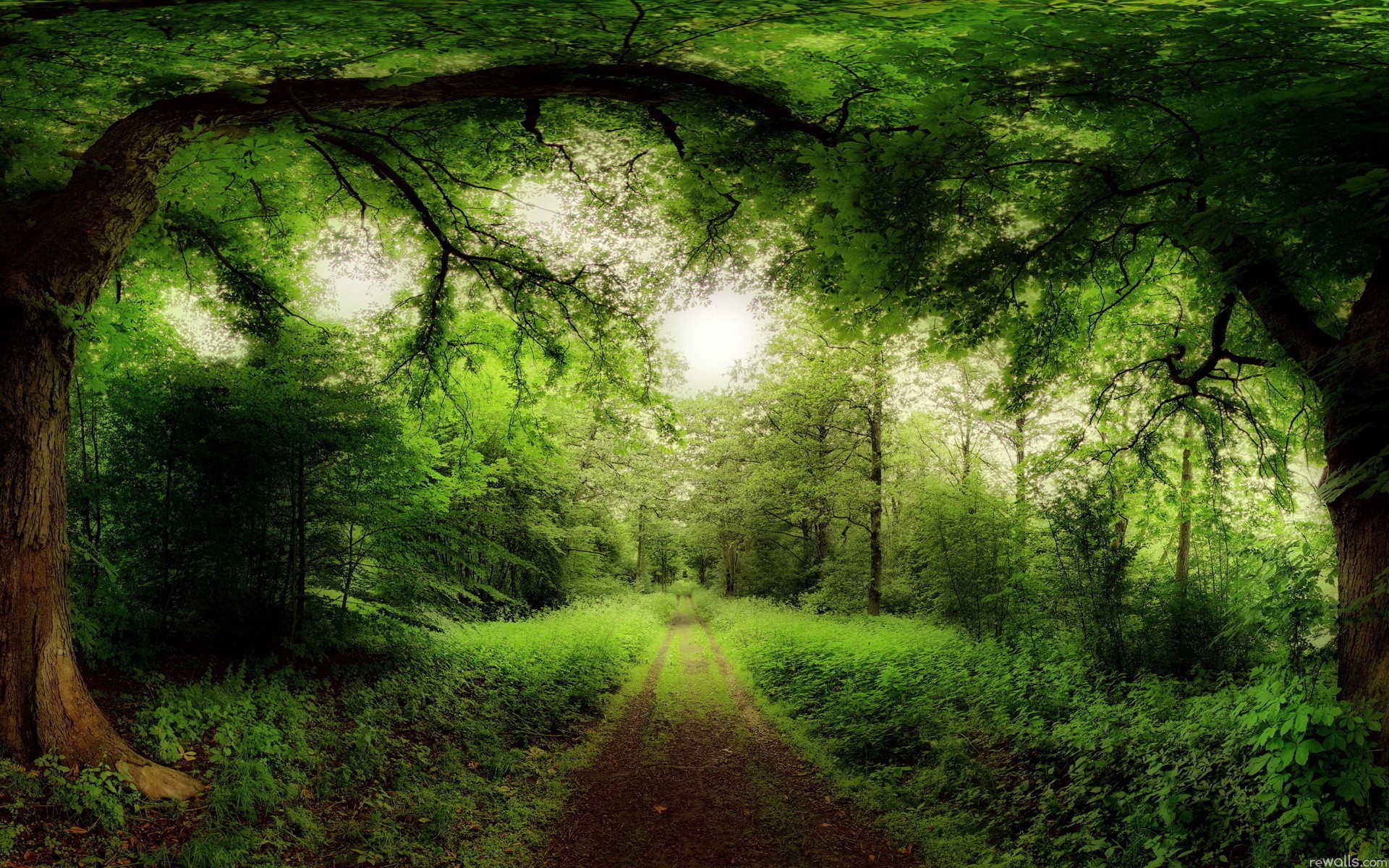 green, Landscapes, Nature, Sun, Trees, Forest, Summer, Roads, Skyscapes Wallpaper