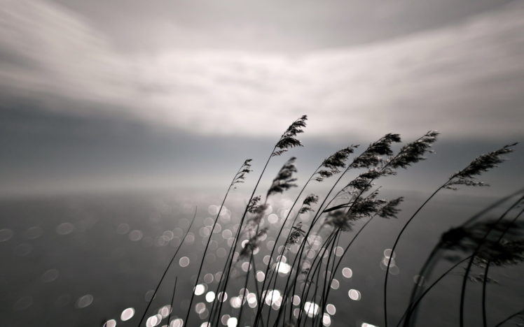 grass, Night, Nature, Bokeh, Sea, Ocean HD Wallpaper Desktop Background