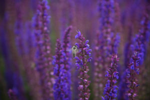lilac, Purple, Flowers, Bee, Macro, Motion, Blur