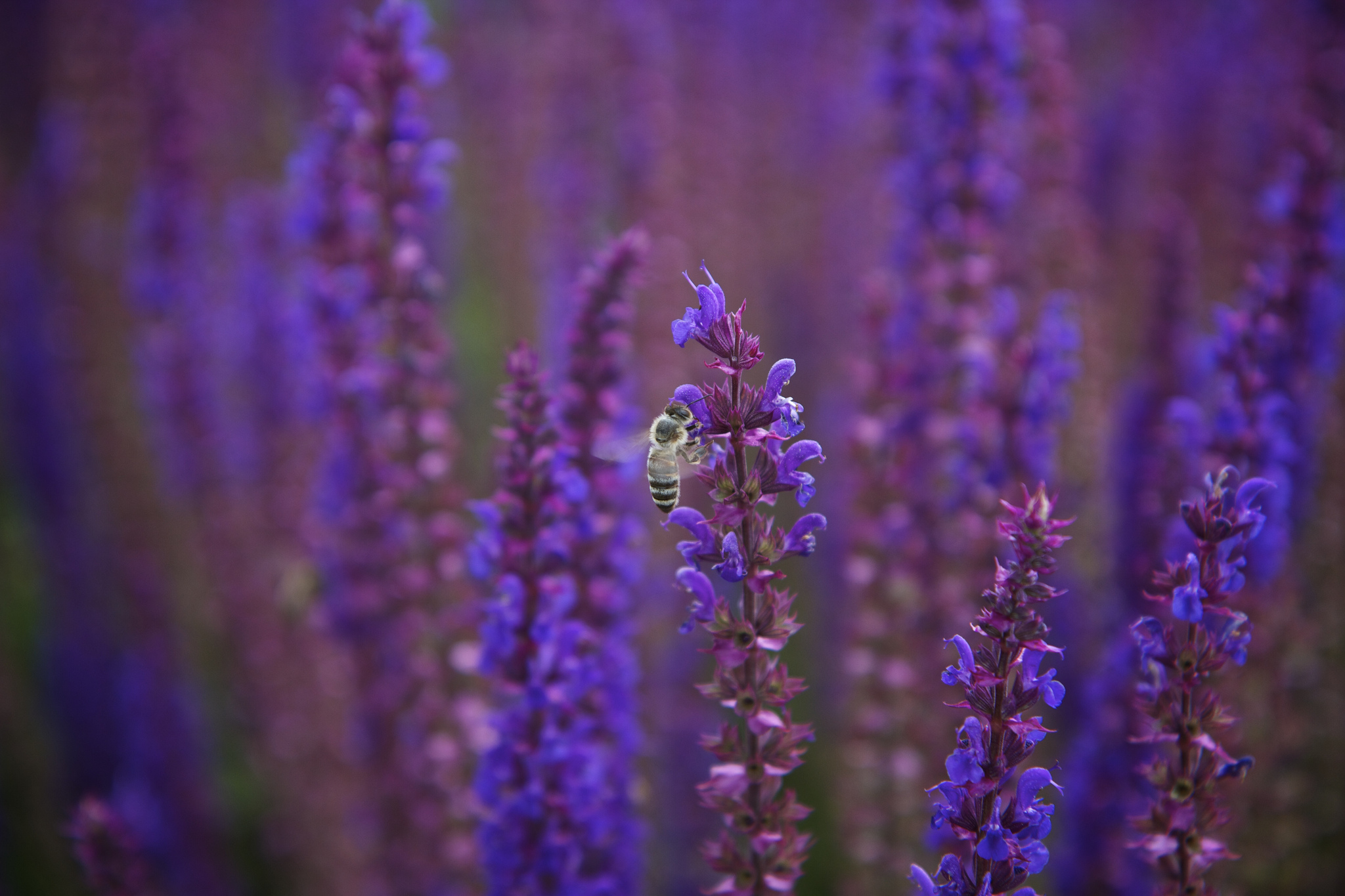 lilac, Purple, Flowers, Bee, Macro, Motion, Blur Wallpaper