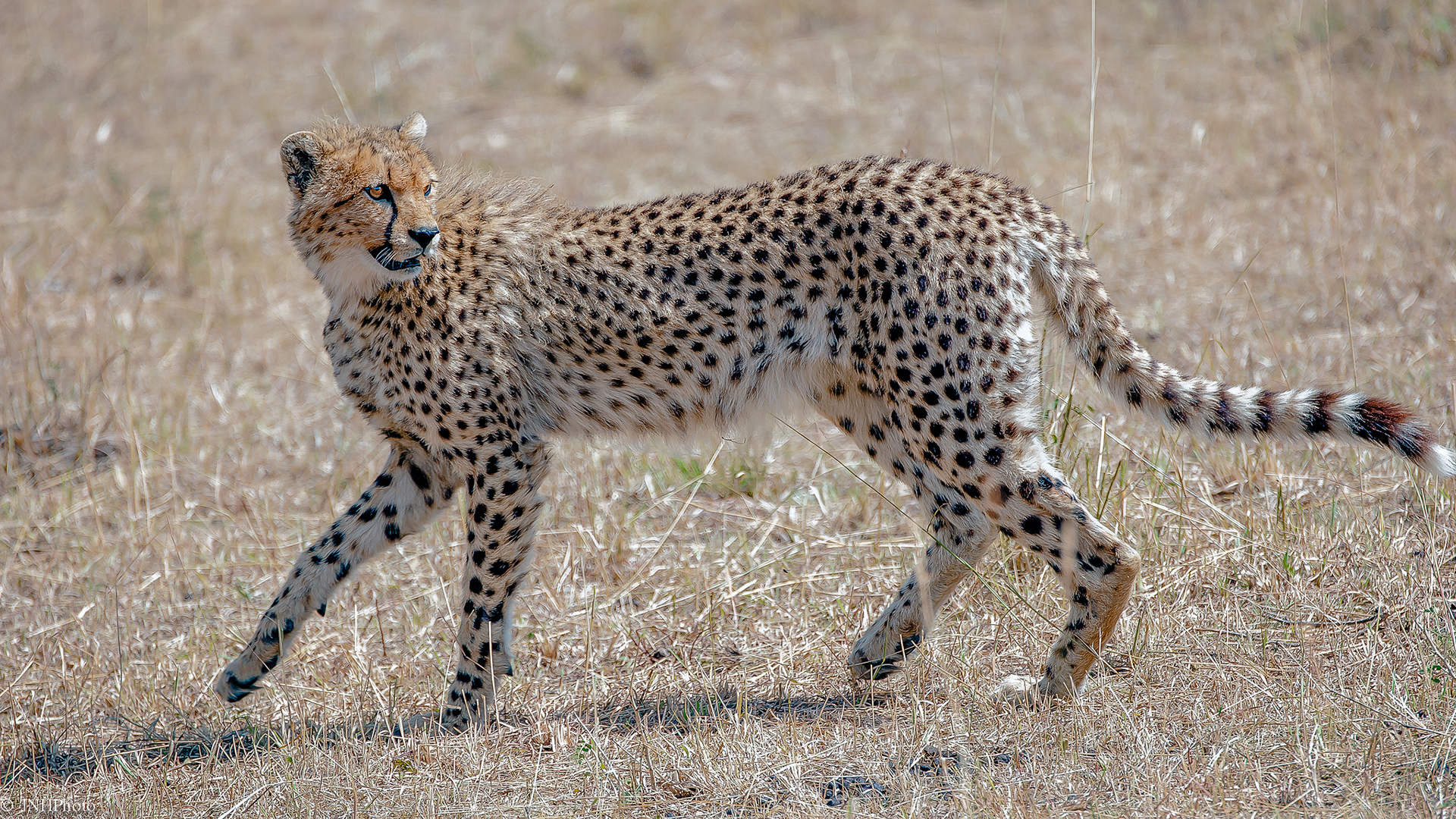 cheetah Wallpaper