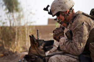soldier, Dog, Mood, Military, People, Friend, Warrior, Warriors