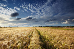 field, Clouds, Wheat, Grass, Sky, Clouds, Landscape