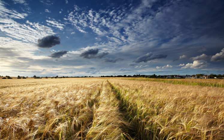 field, Clouds, Wheat, Grass, Sky, Clouds, Landscape HD Wallpaper Desktop Background