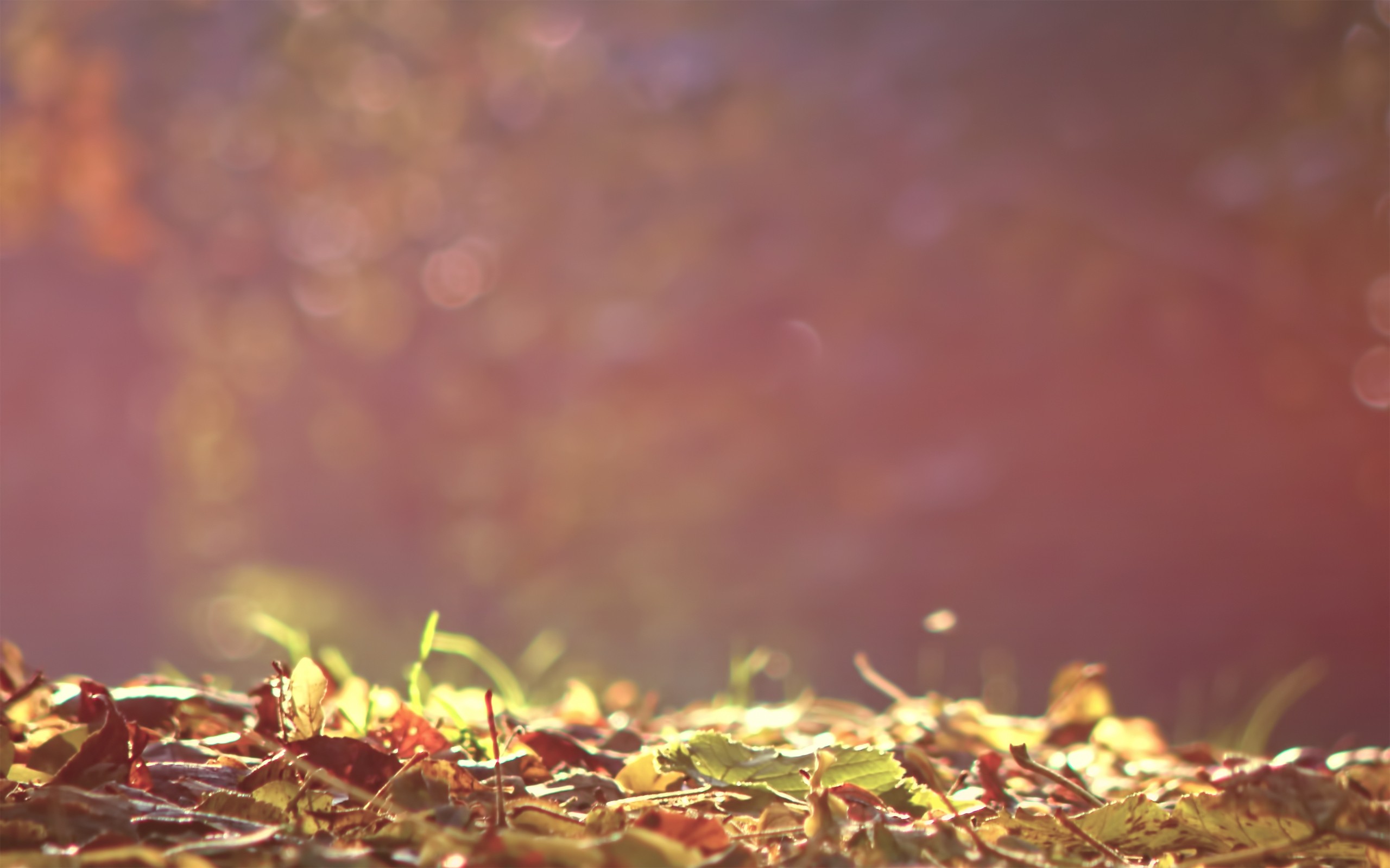 12689 Wallpaper
