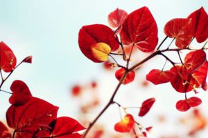nature, Red, Leaves, Plants