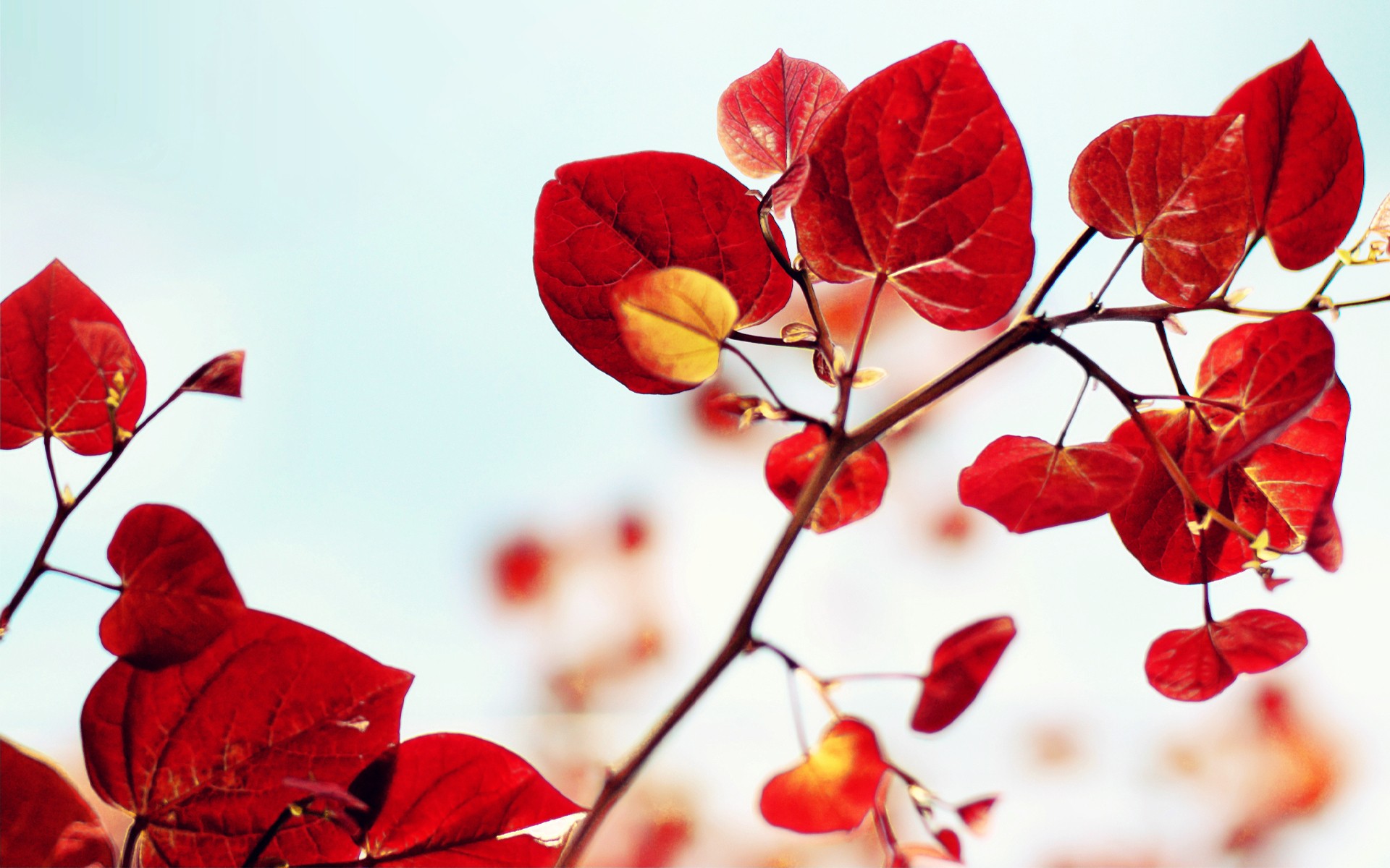 nature, Red, Leaves, Plants Wallpaper
