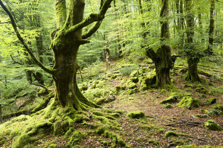 forest, Trees, Moss HD Wallpaper Desktop Background
