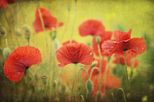 poppies, Seeds, Buds, Red