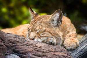 sleeping, Lynx