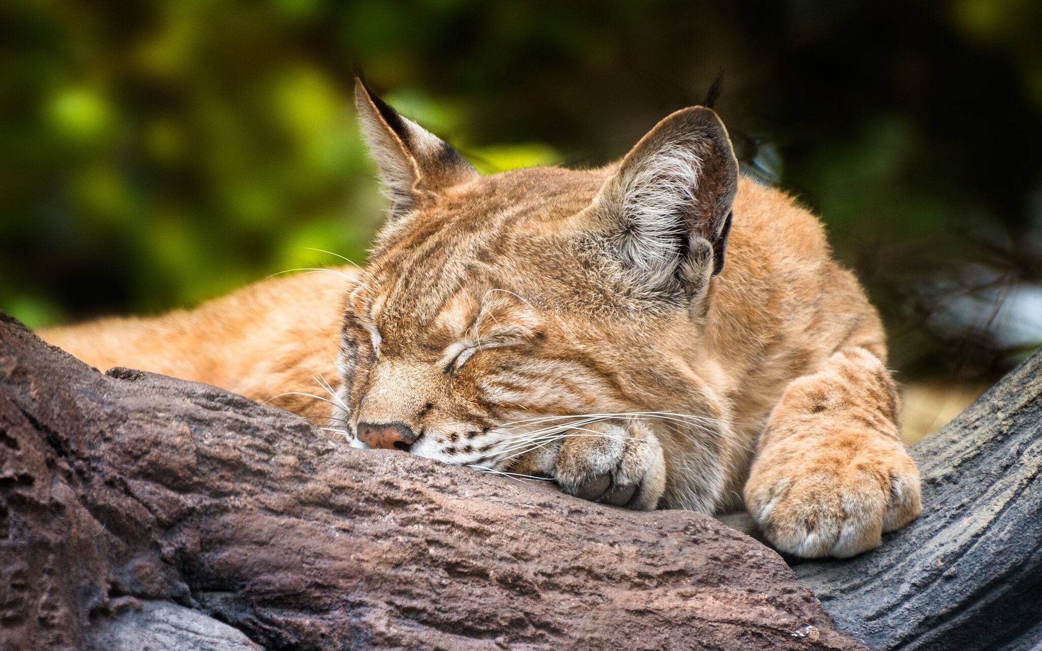 sleeping, Lynx Wallpaper