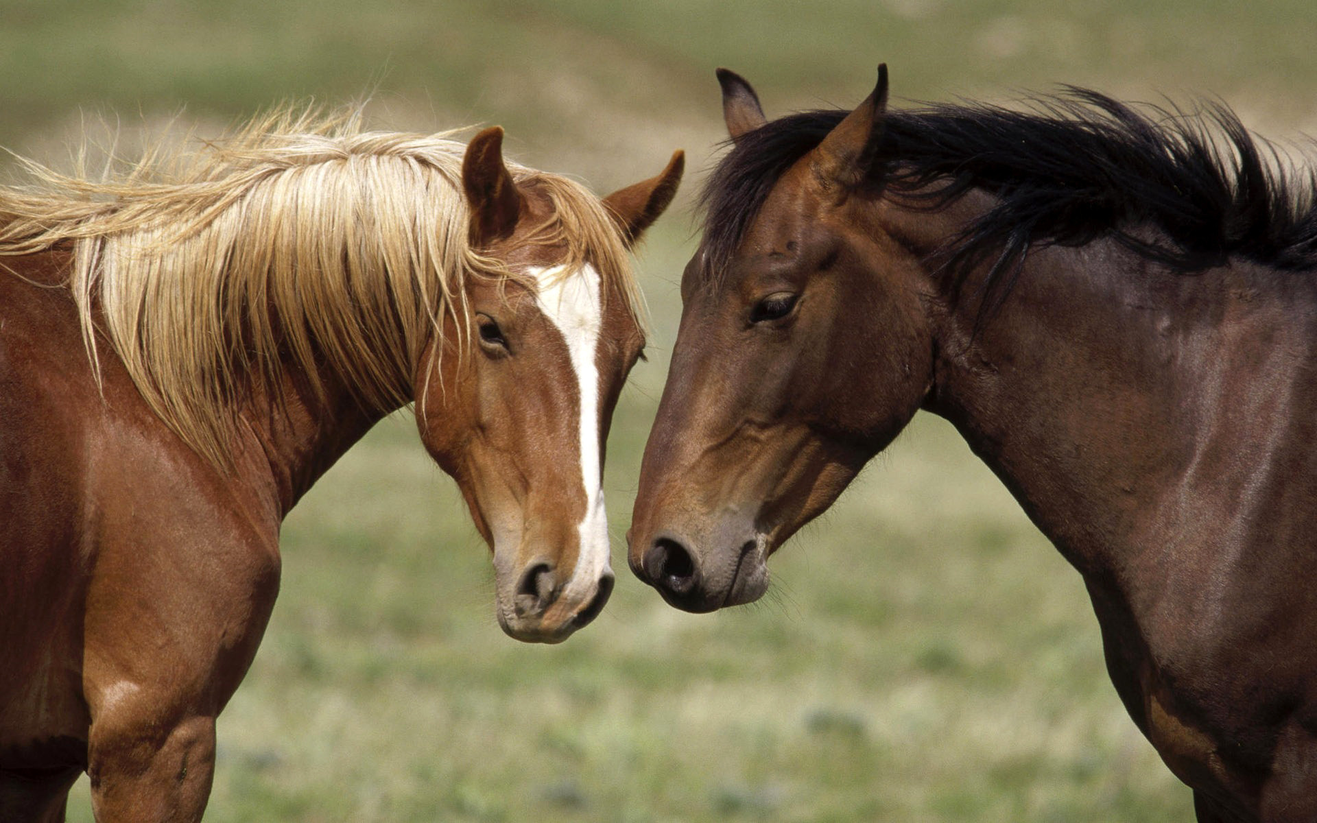 horse Wallpapers HD / Desktop and Mobile Backgrounds