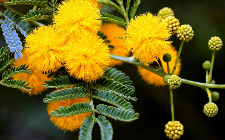 spring, Mimosa, Tree, Yellow, Buds HD Wallpaper Desktop Background