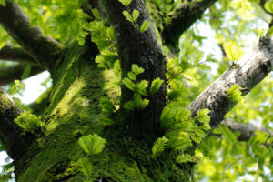 tree, Branches, Leaves, Moss, Trunk
