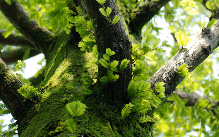 tree, Branches, Leaves, Moss, Trunk HD Wallpaper Desktop Background