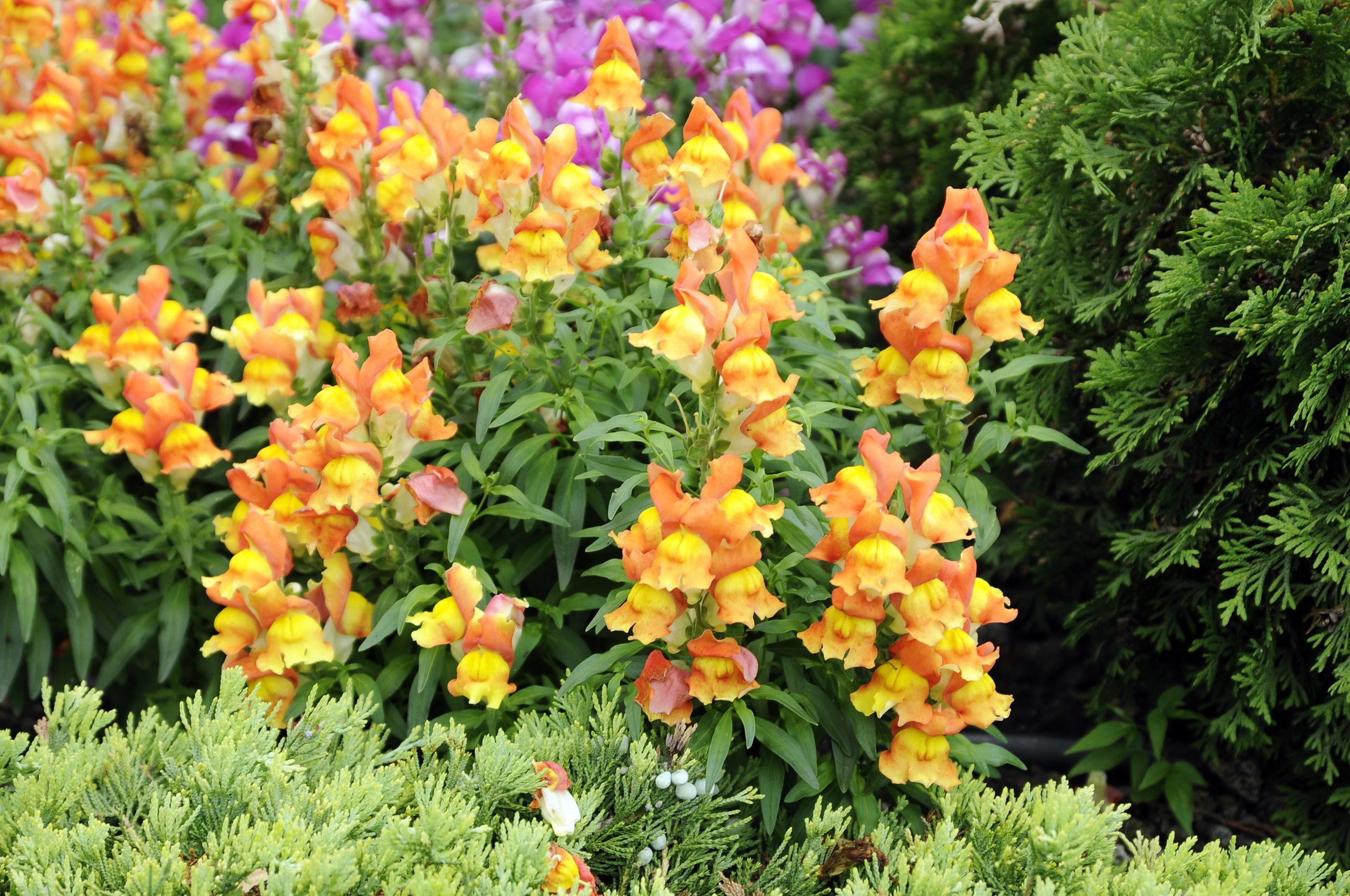 antirrhinum, Flowers Wallpaper