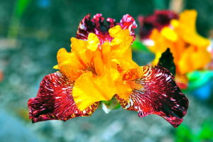 irises, Closeup, Flowers