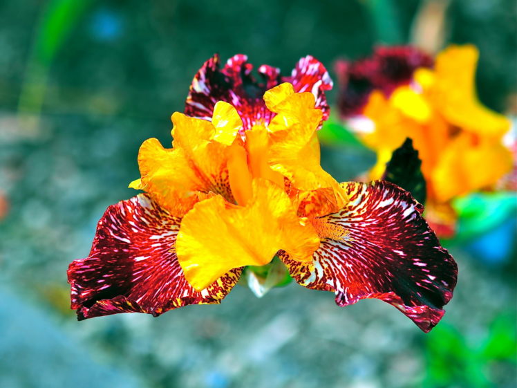 irises, Closeup, Flowers HD Wallpaper Desktop Background