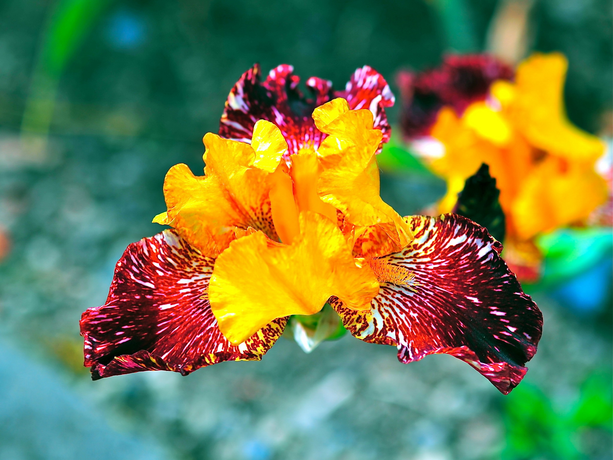 irises, Closeup, Flowers Wallpaper