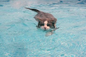 swimmer, Cat