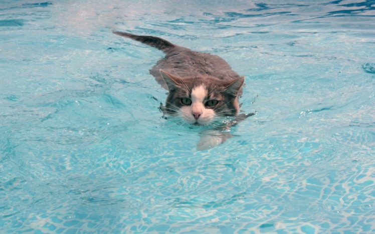 swimmer, Cat HD Wallpaper Desktop Background