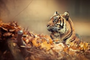 mood, Tiger, Woods, Autumn