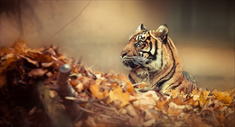 mood, Tiger, Woods, Autumn Wallpapers HD / Desktop and Mobile Backgrounds