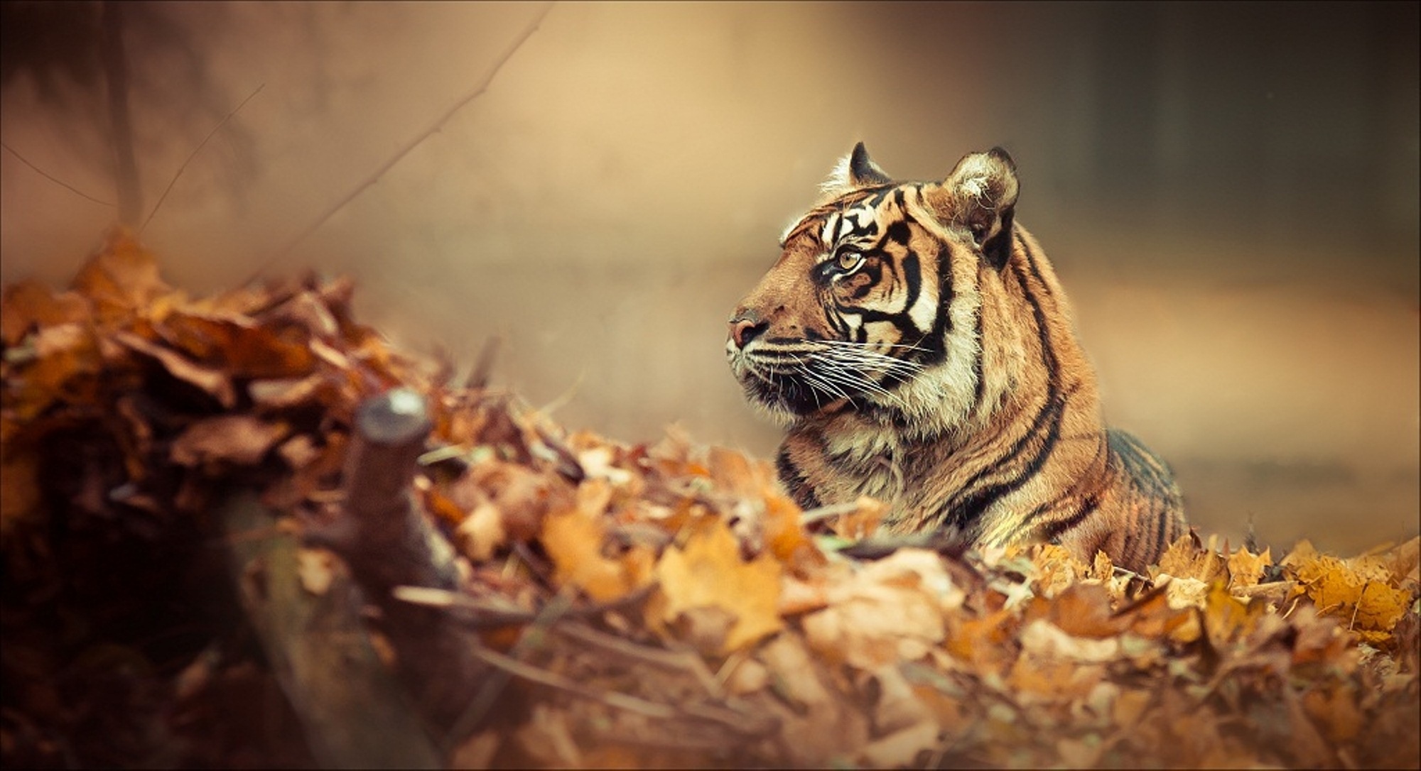 mood, Tiger, Woods, Autumn Wallpaper