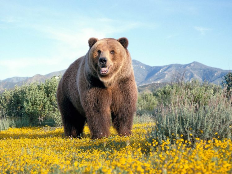 nature, Flowers, Animals, Bears HD Wallpaper Desktop Background