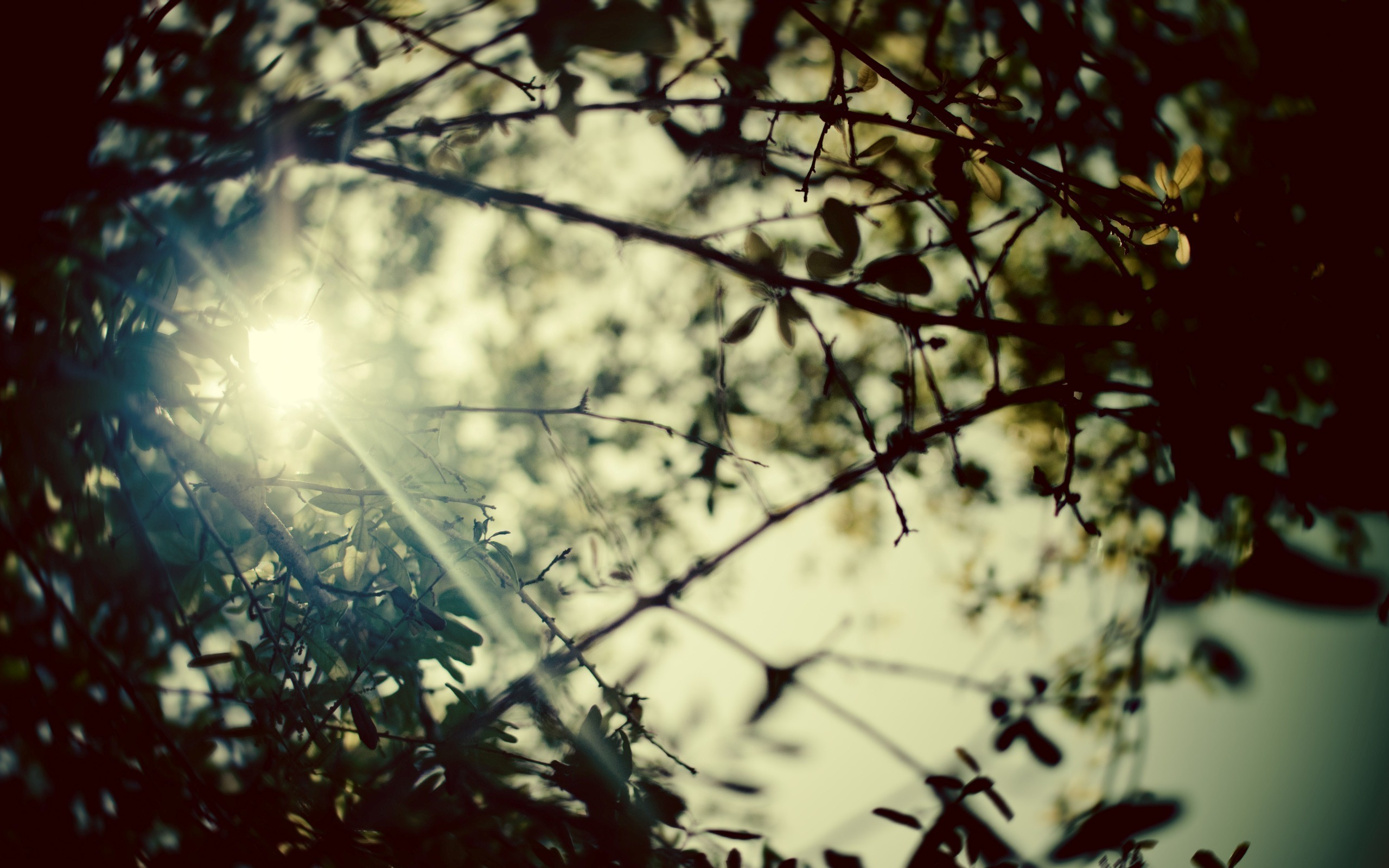 nature, Forest, Sunlight Wallpaper