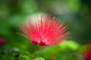 exotic, Red, Flower