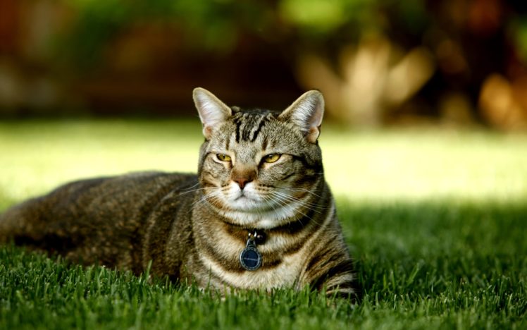 cats, Animals, Grass HD Wallpaper Desktop Background