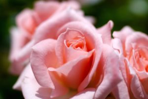 rose, Macro, Petals, Tenderness