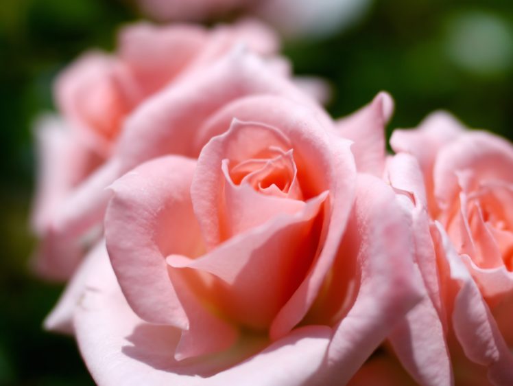 rose, Macro, Petals, Tenderness HD Wallpaper Desktop Background