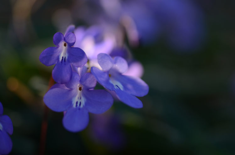 flowers, Blue, Petals, Macro, Focus, Bokeh HD Wallpaper Desktop Background