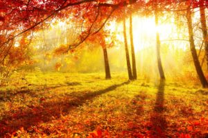 nature, Autumn, Forest, Trees, Leaves, Burgundy, Grass, Sun, Light