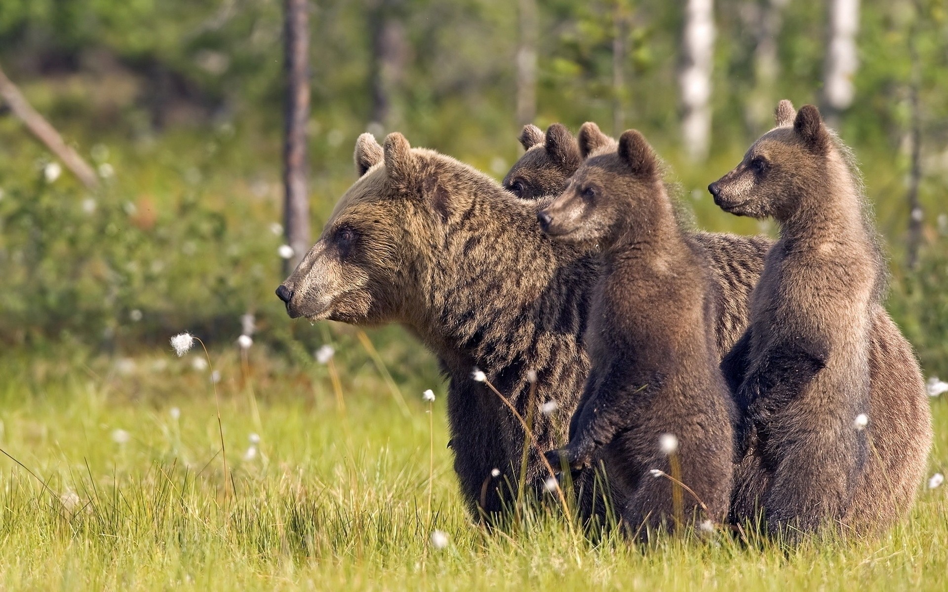 animals, Wildlife, Bears Wallpaper