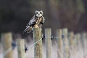 wood, Owls, Pole